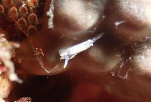 ダイビング仲間サイコー！＠雲見[5]