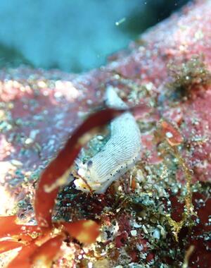 本日は！＠下田ダイバーズ[3]