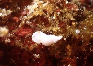 本日は！＠下田ダイバーズ[5]