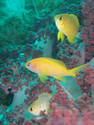 久しぶりの田子へ！[7]