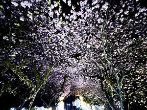 ダイビング日和！＠雲見[4]