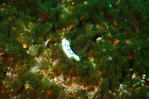 ウミウシ祭り＠雲見[6]