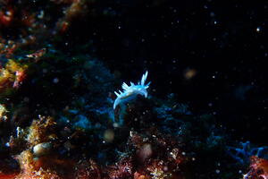 ウミウシ祭り＠雲見[2]