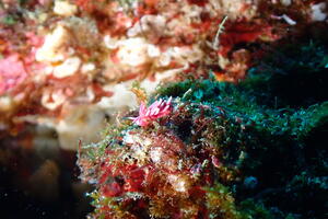 ウミウシ祭り＠雲見[8]