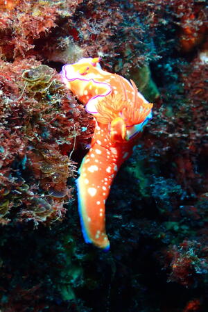 ウミウシ祭り＠雲見[5]