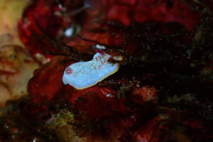 ウミウシ祭り＠雲見[7]