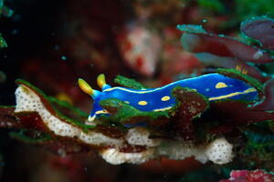 ウミウシ祭り＠雲見[4]