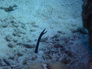 石垣島！カメカメカメ！！！[3]