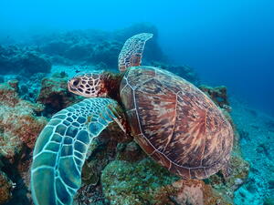 石垣島！カメカメカメ！！！