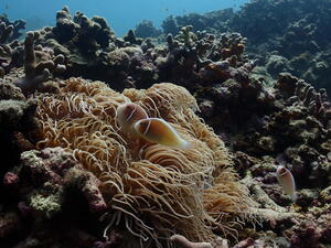 石垣島！カメカメカメ！！！[5]