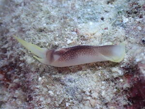 石垣島！カメカメカメ！！！[2]