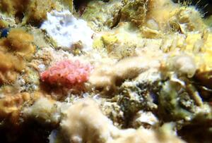 脱１枚！＠雲見[2]