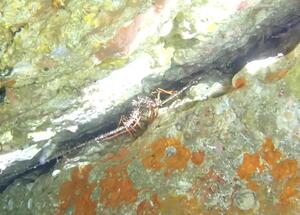 脱１枚！＠雲見[3]