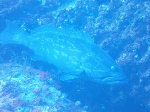 脱１枚！＠雲見[4]