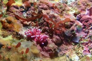 脱１枚！＠雲見[6]