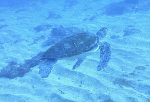 良き海！＠雲見[6]