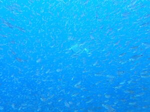 良き海！＠雲見[2]