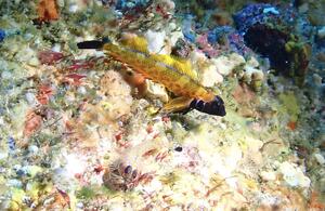 良き海！＠雲見[4]