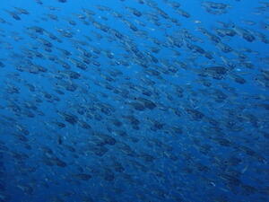 牛着岩満喫！！＠雲見