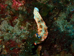 牛着岩満喫！！＠雲見[3]