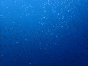 牛着岩満喫！！＠雲見[2]