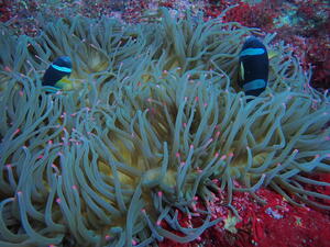 牛着岩満喫！！＠雲見[6]