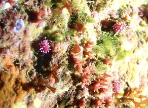 脱１枚！＠雲見[5]