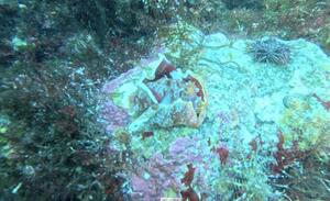 本日も！＠下田ダイバーズ[4]