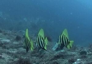 お知らせもあり！＠雲見[4]