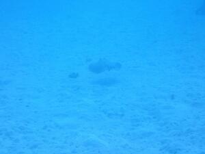 ブルーウォーター＠石垣[6]