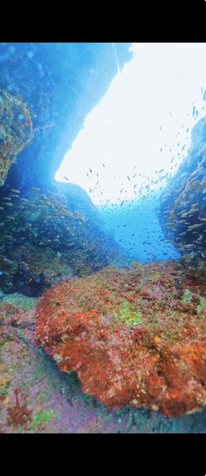 サルパ大量発生中＠雲見[2]