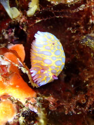 海の宝石＠雲見[2]