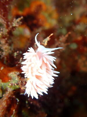 海の宝石＠雲見