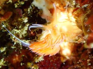 海の宝石＠雲見[3]