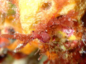 海の宝石＠雲見[4]