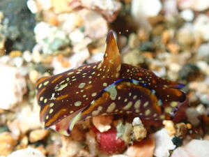 海の宝石＠雲見[5]