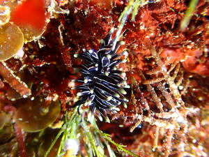 海の宝石＠雲見[6]