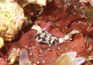 本日は！＠田子[3]