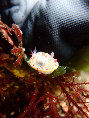 本日は！＠田子[2]