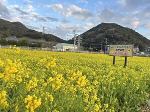 みなみの桜まつり！＠下田ダイバーズ[3]