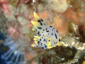 本日は！＠田子