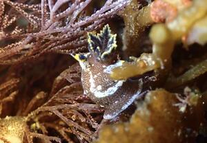 本日は！＠田子[4]