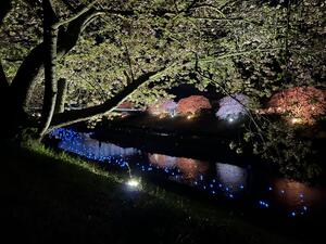 みなみの桜まつり！＠下田ダイバーズ[2]