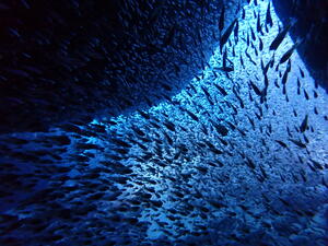 サルパ再び＠雲見[1]