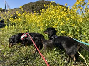 GWは下田ダイバーズで！[1]