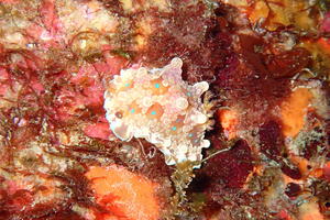 サルパ再び＠雲見[4]