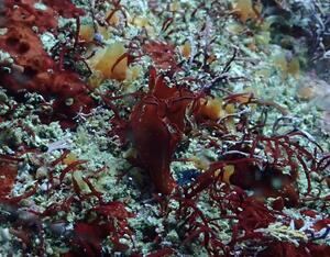 ワイドでマクロ！＠雲見[6]