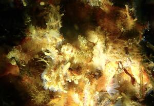 ワイドでマクロ！＠雲見[1]