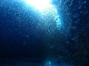 ワイドでマクロ！＠雲見[4]