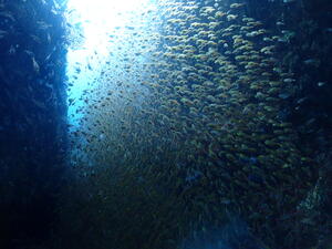 ワイドでマクロ！＠雲見[3]